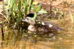 Wood Ducks