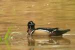 Wood Ducks