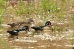 Wood Ducks