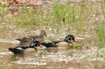 Wood Ducks