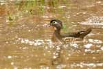 Wood Ducks