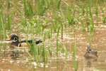 Wood Ducks