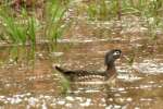 Wood Ducks