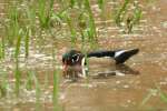 Wood Ducks