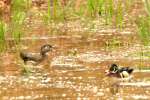 Wood Ducks