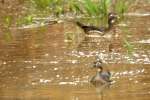 Wood Ducks