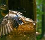 Wood Ducks