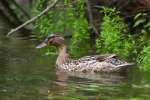 Mallards