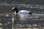 Canvassback Ducks