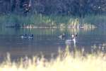 Ring-necked Ducks