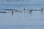 Canvasback Ducks