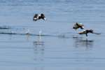 Canvasback Ducks