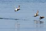 Canvasback Ducks