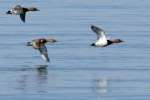 Canvasback Ducks