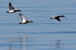 Canvasback Ducks