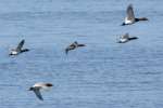 Canvasback Ducks