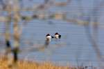 Canvasback Ducks