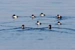 Canvasback Ducks