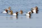 Canvasback Ducks