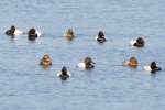 Canvasback Ducks