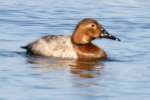 Canvasback Ducks