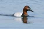 Canvasback Ducks