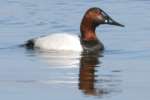 Canvasback Ducks