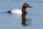 Canvasback Ducks