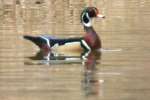 Wood Duck