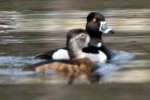 Ring-necked Ducks