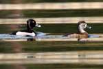 Ring-necked Ducks