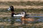 Ring-necked Ducks