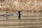 Ring-necked Ducks