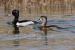 Ring-necked Ducks