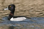 Ring-necked Ducks