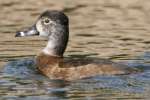 Ring-necked Ducks