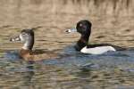 Ring-necked Ducks