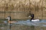 Ring-necked Ducks