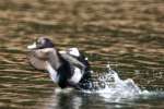 Ring-necked Ducks