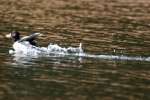 Ring-necked Ducks