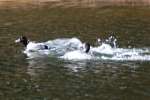 Ring-necked Ducks