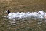 Ring-necked Ducks