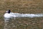 Ring-necked Ducks