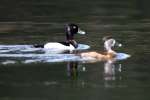 Ring-necked Ducks