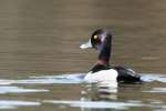 Ring-necked Ducks