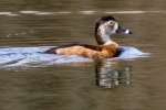 Ring-necked Ducks