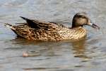 Mallard