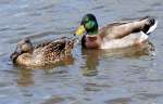 Mallard