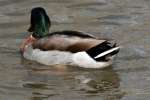 Mallard