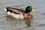 Mallard